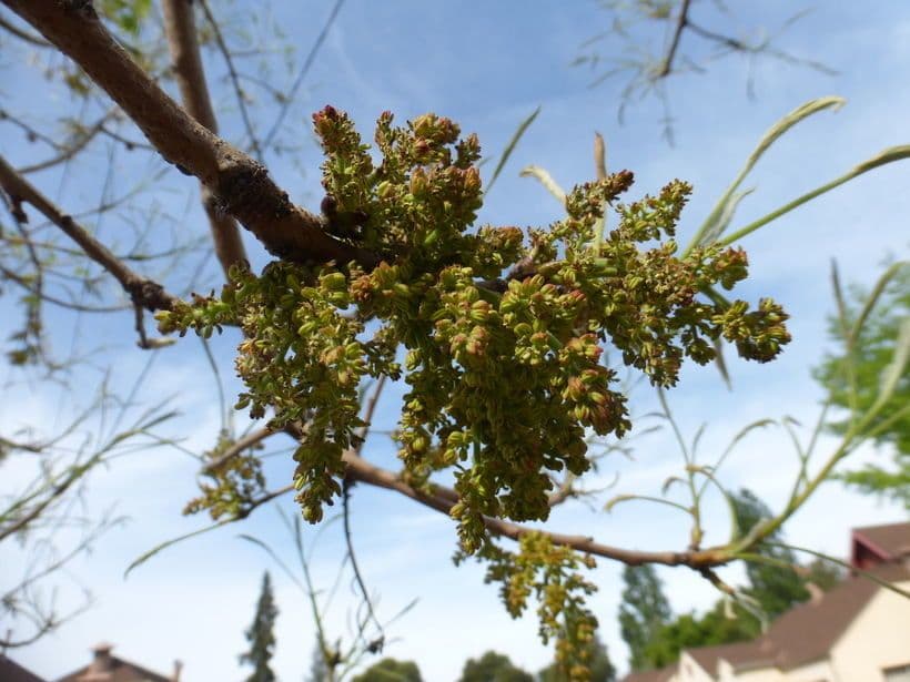 Pistacchio cinese 6