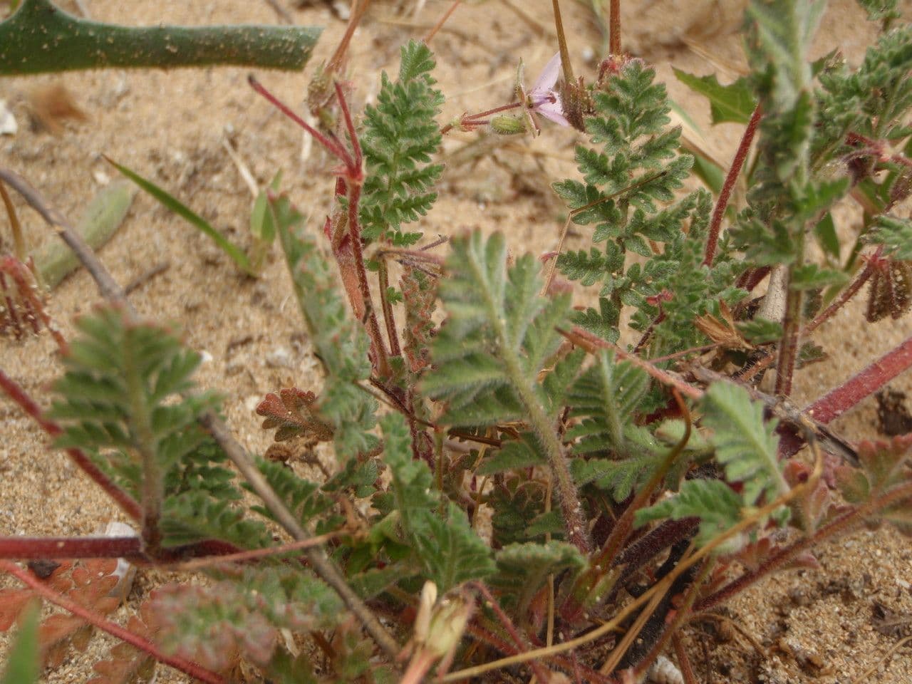 Klebriger Storchschnabel 14