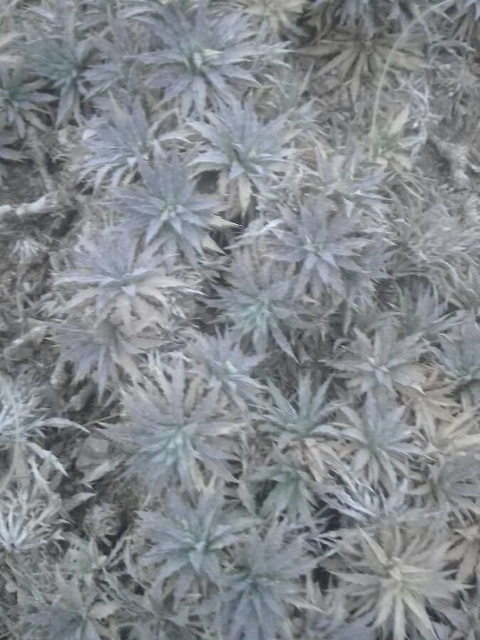 Cardo cespuglioso 2