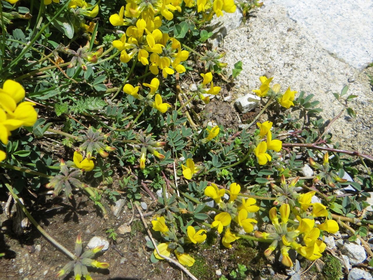 Coronilla coronata 12