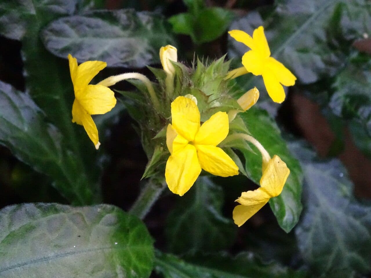 Crossandra