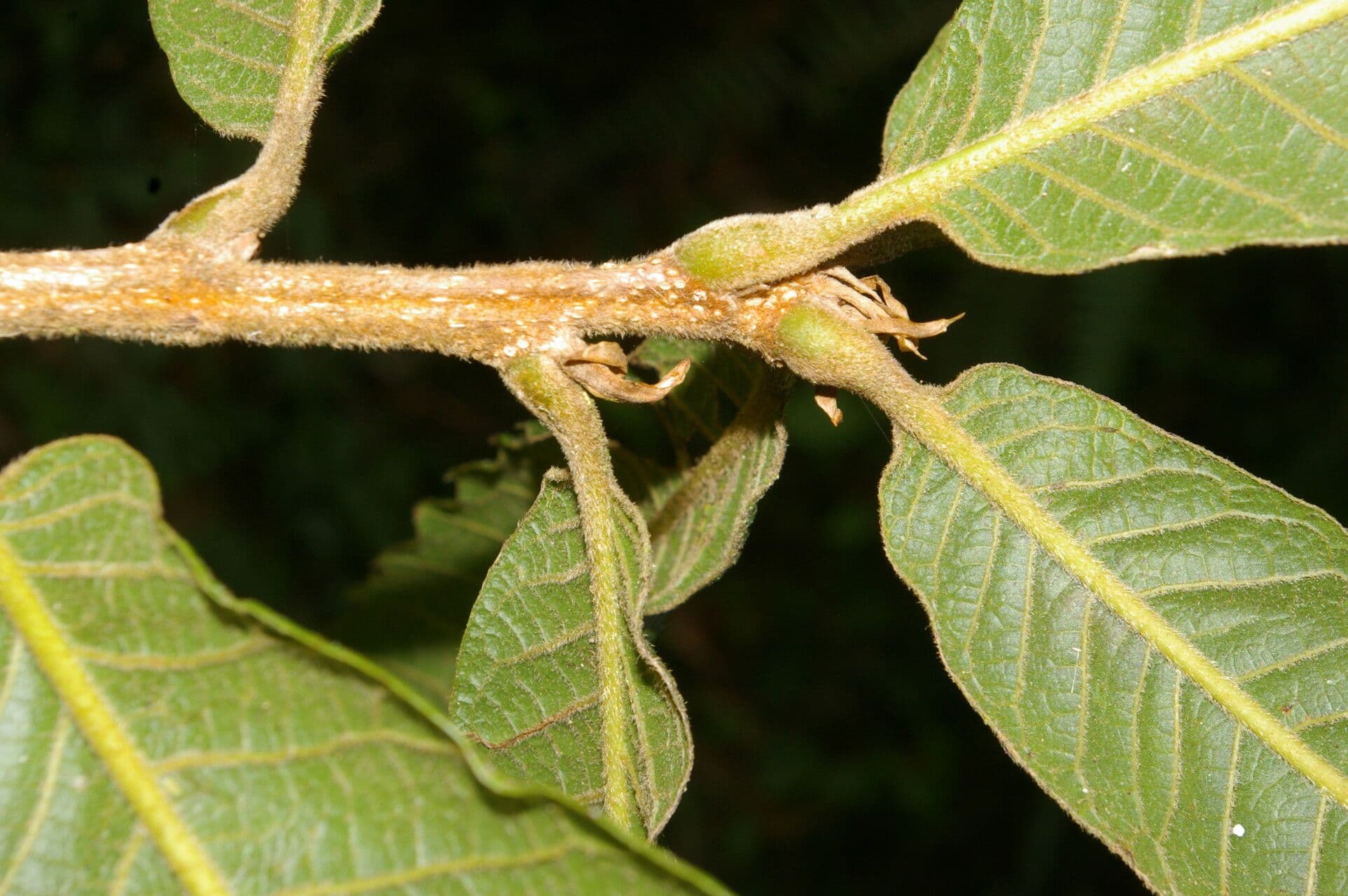 Quercia 2