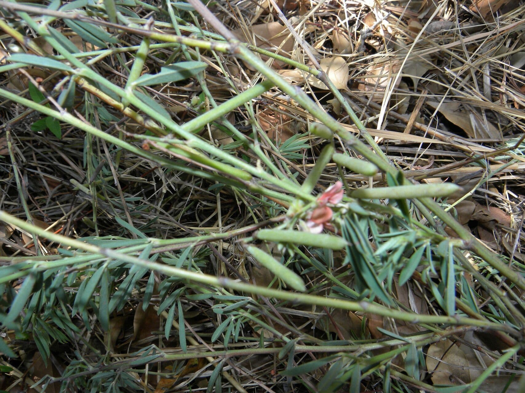 Indigofera 13