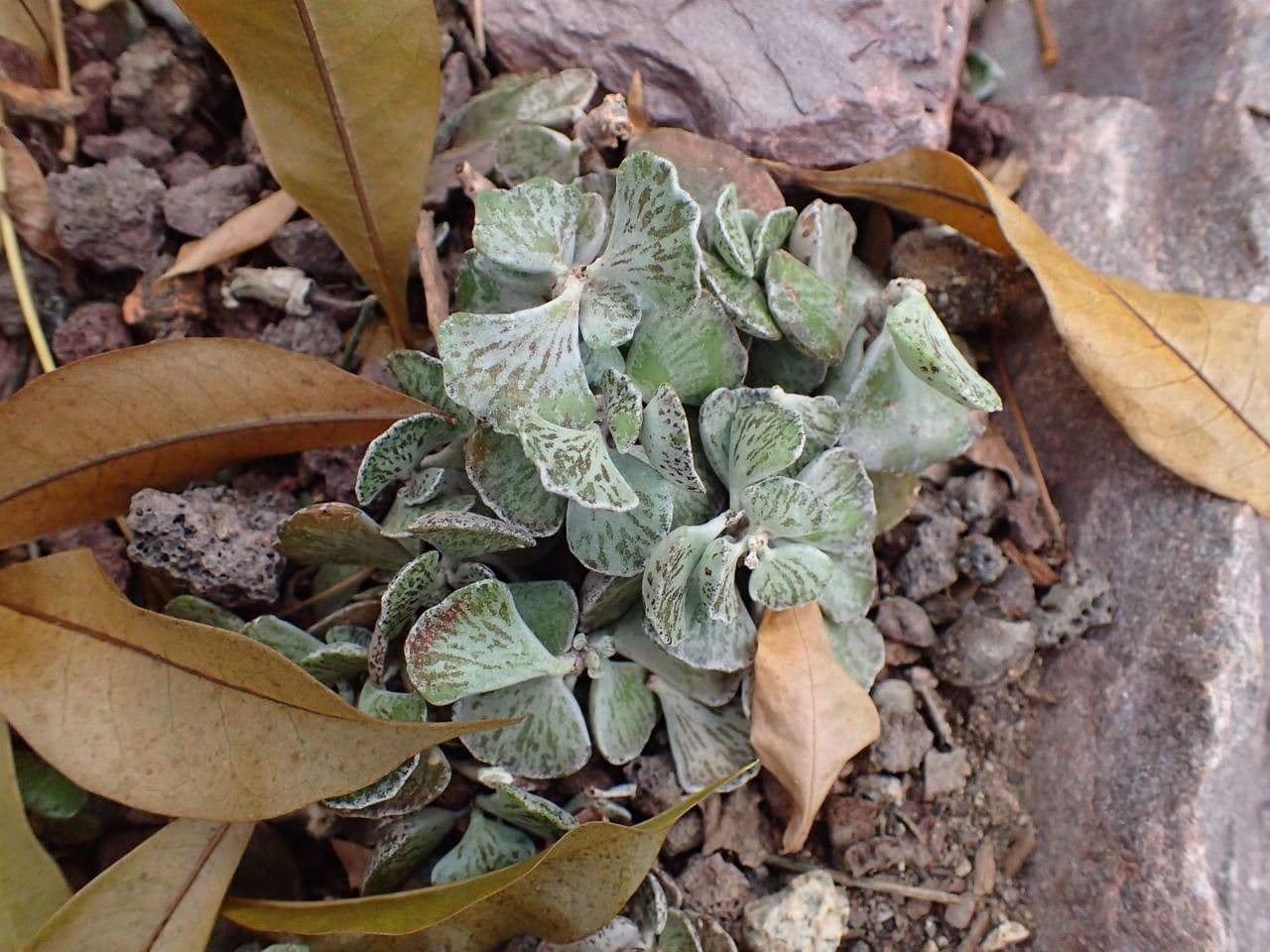 Kalanchoe romboidalna 6