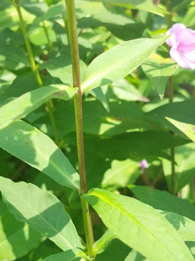 Gefleckte Phlox 19