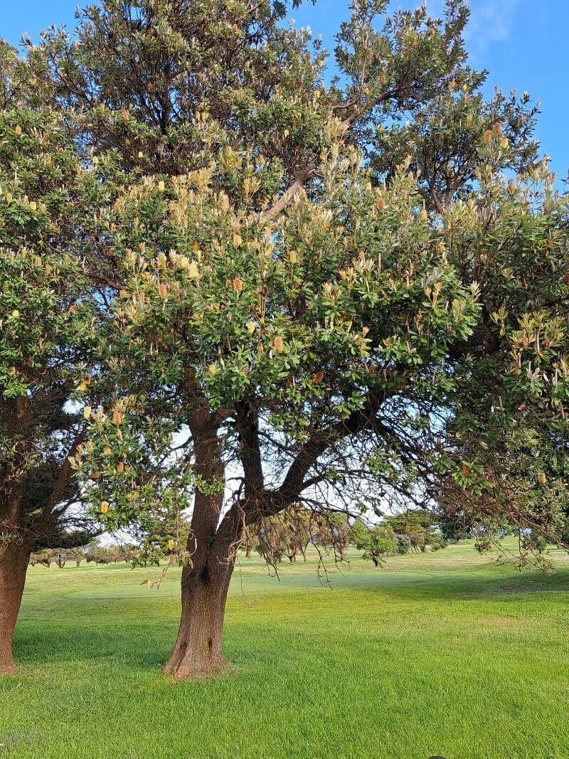 Banksia integrifolia 12