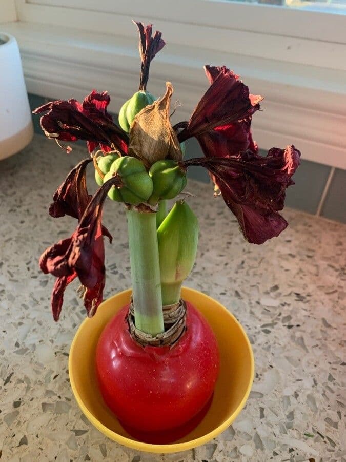 Amaryllis regina 2