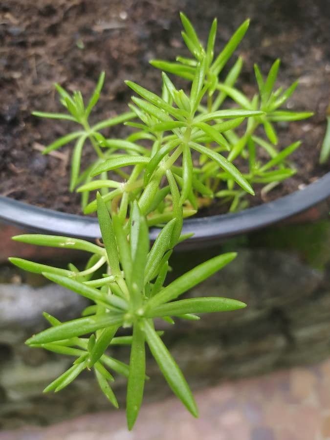 Sedum messicano 15