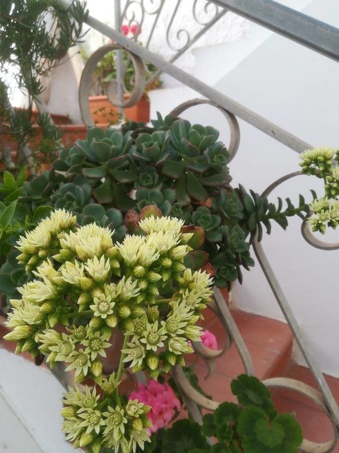 Aeonium di Haworth 6