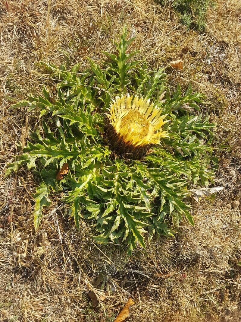 Akantusblättrige Eberwurz 15