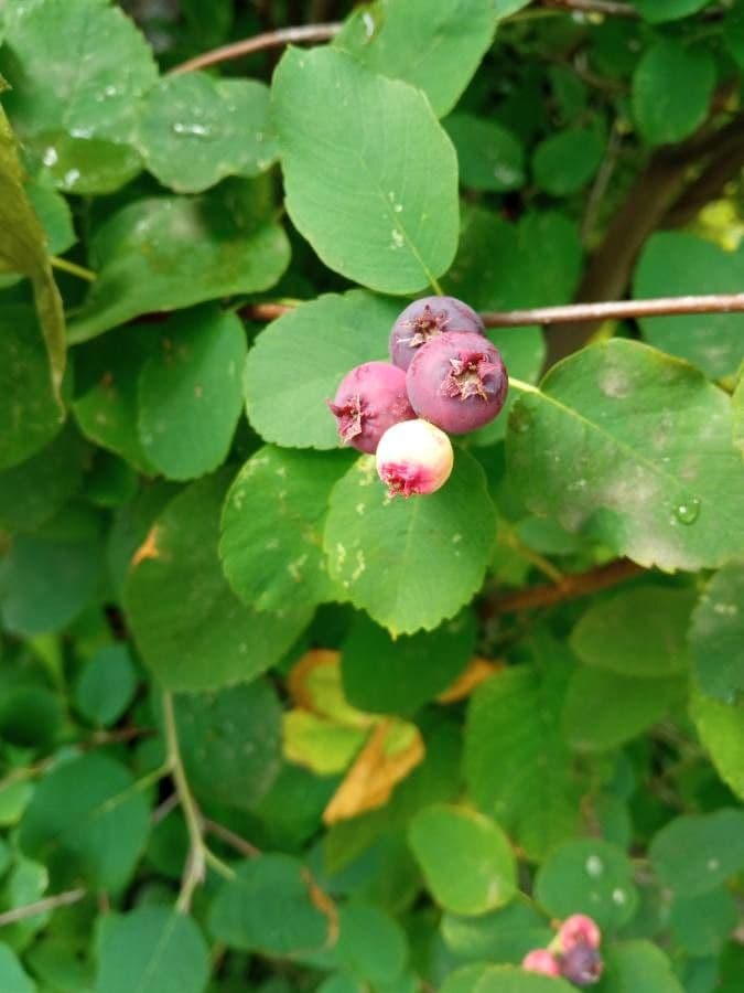 Amelanchier 5