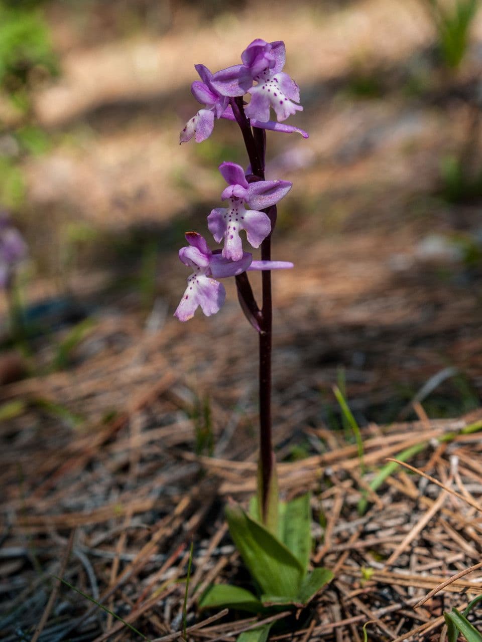 Orchis 6