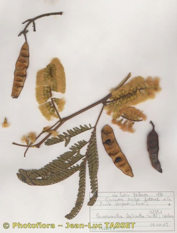 Albizia australiana 27