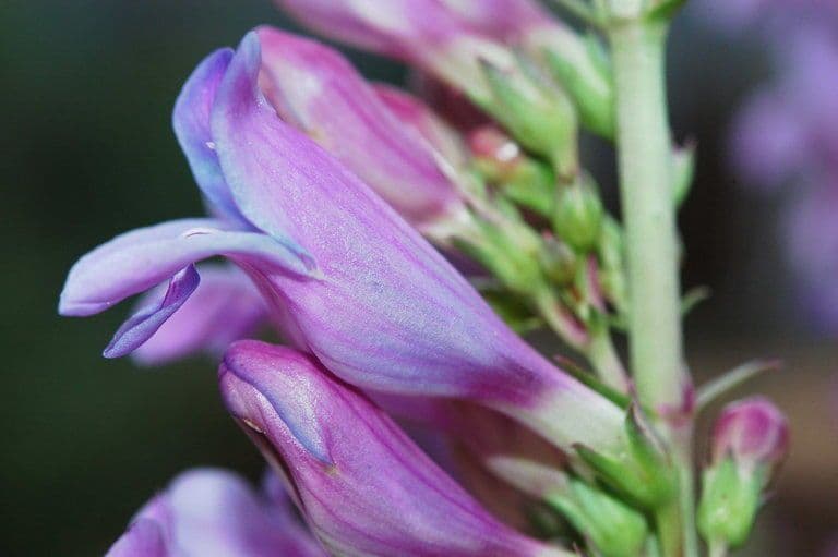 Penstemon hladký 5