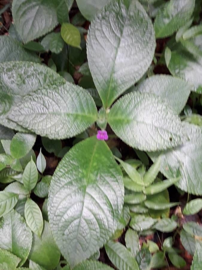Chrysothemis melittifolia 7