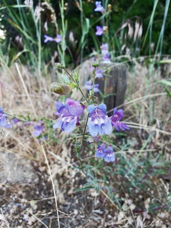 Schöne Bartblume 4