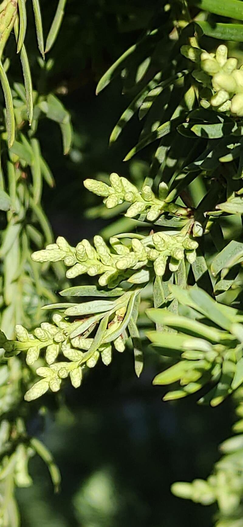 Anden-Pflaumen-Eibe 2