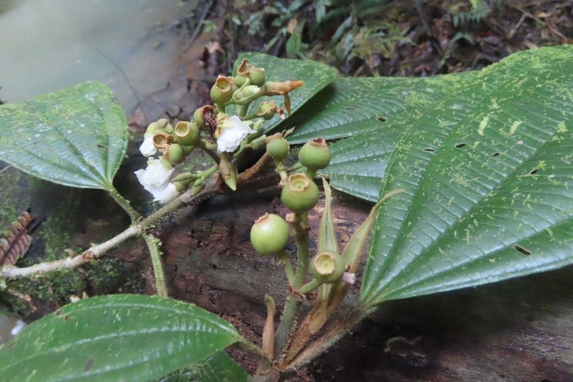 Miconia 14