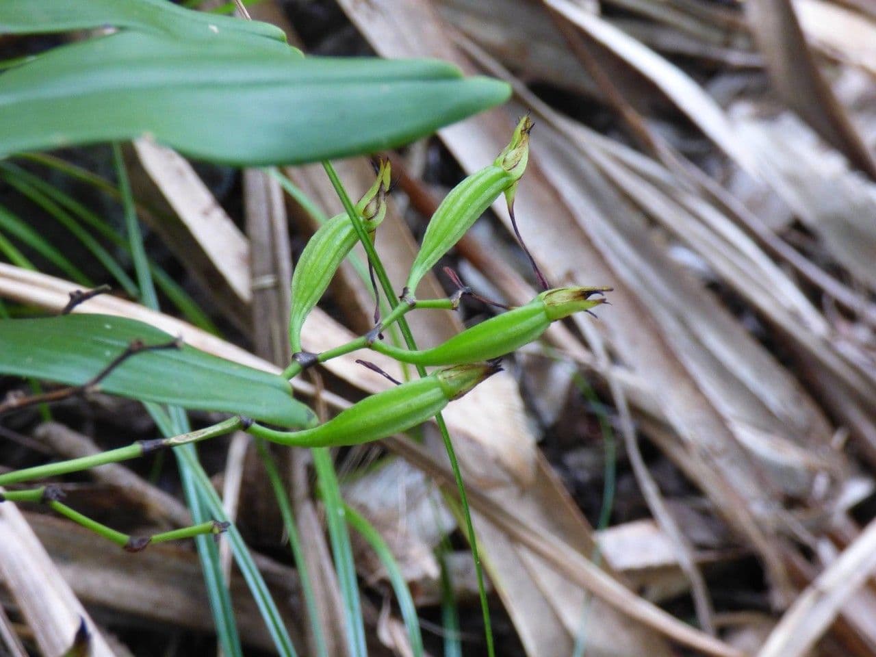 Angraecum