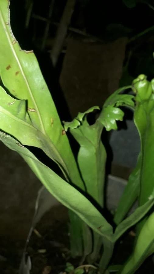 Microsorum puncté 16