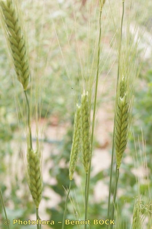 Grano monococco 21
