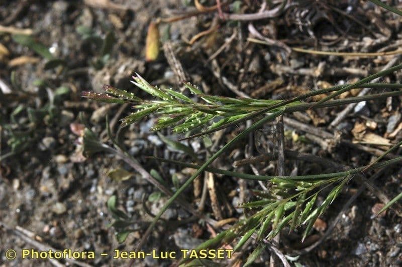 Arabian grass