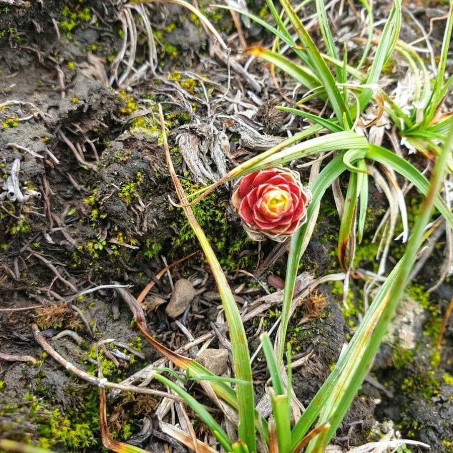 Etlingera 2