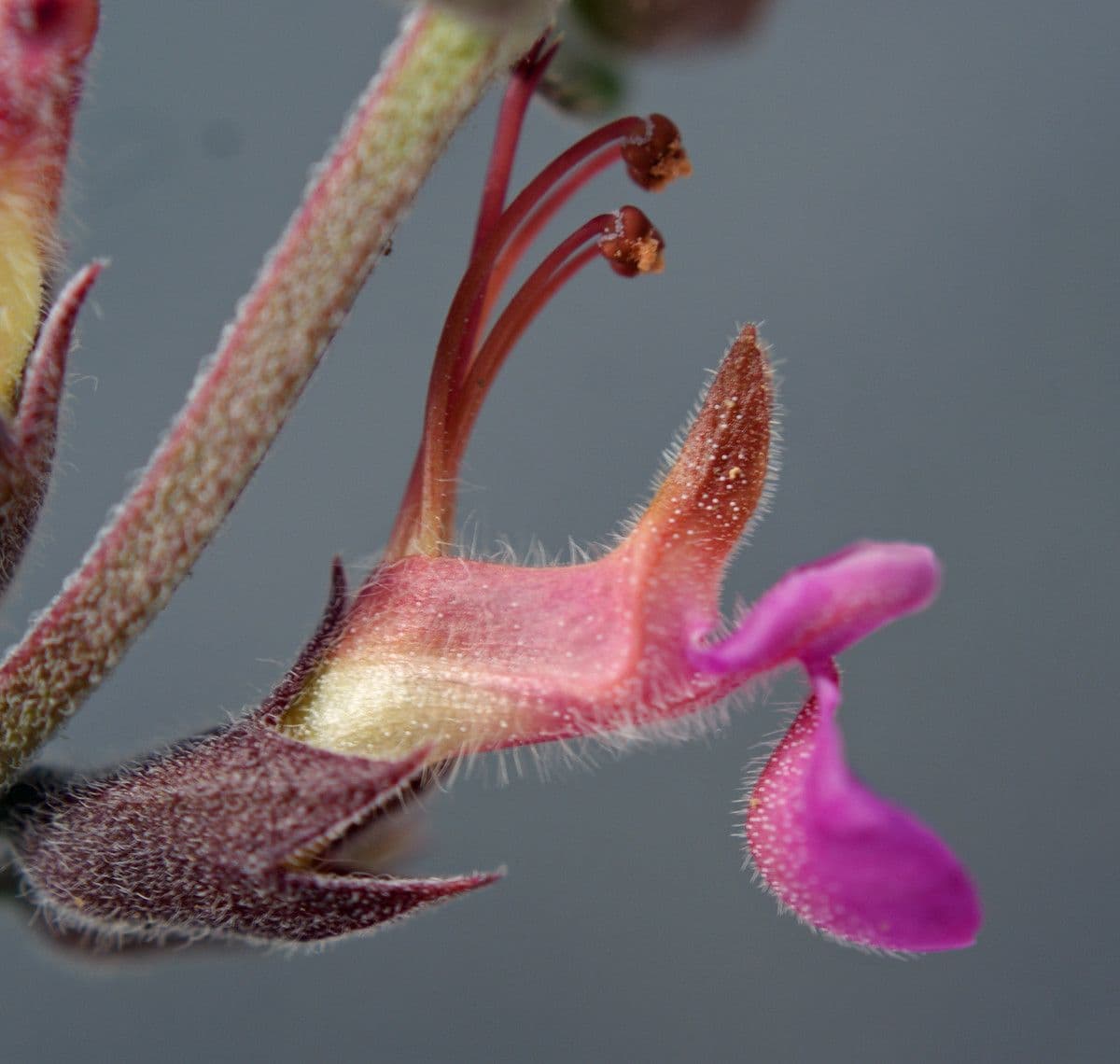 Teucrium 4