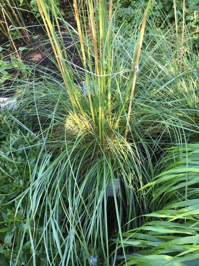Stipa 10