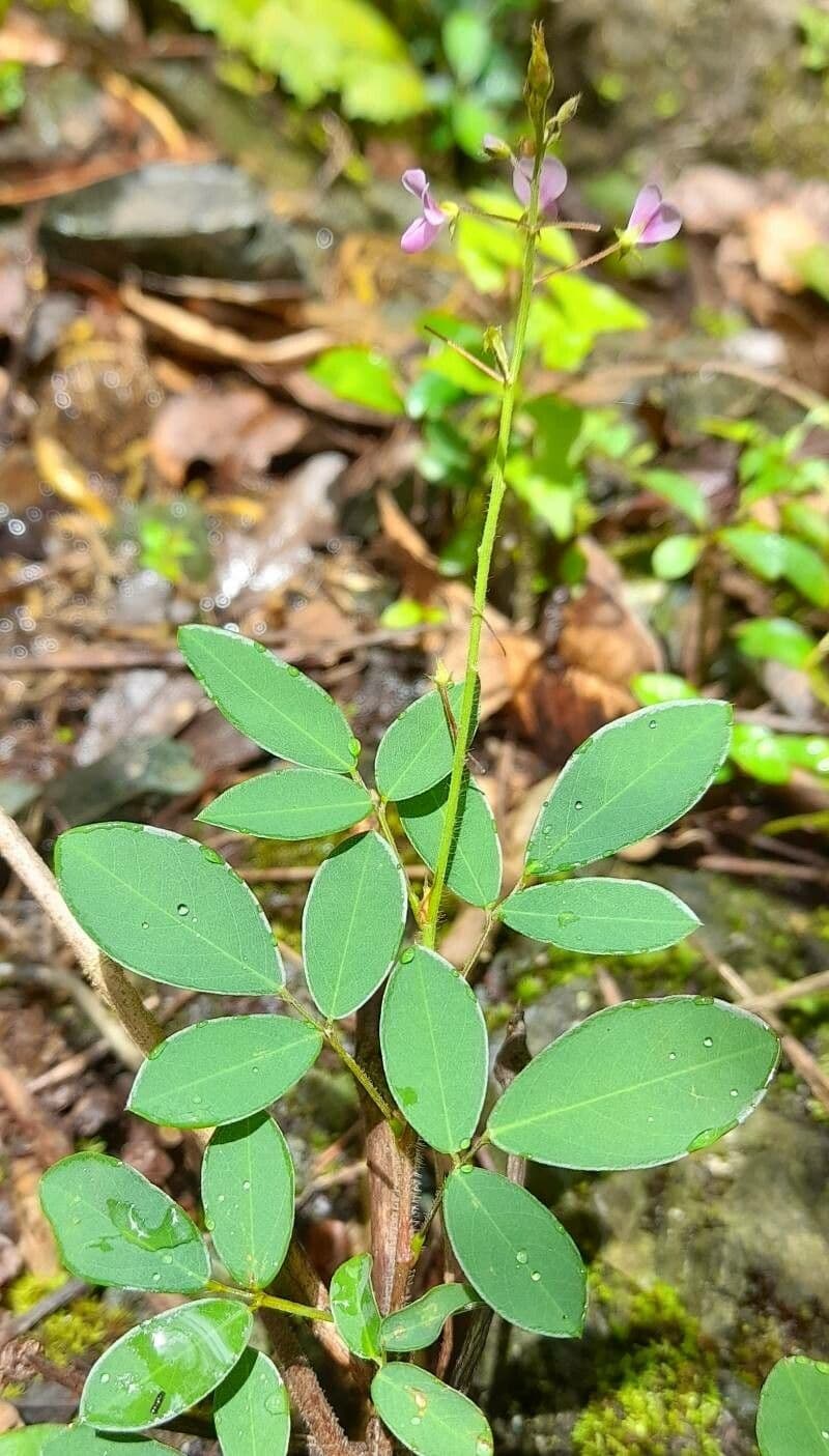 Desmodium ciliare 2
