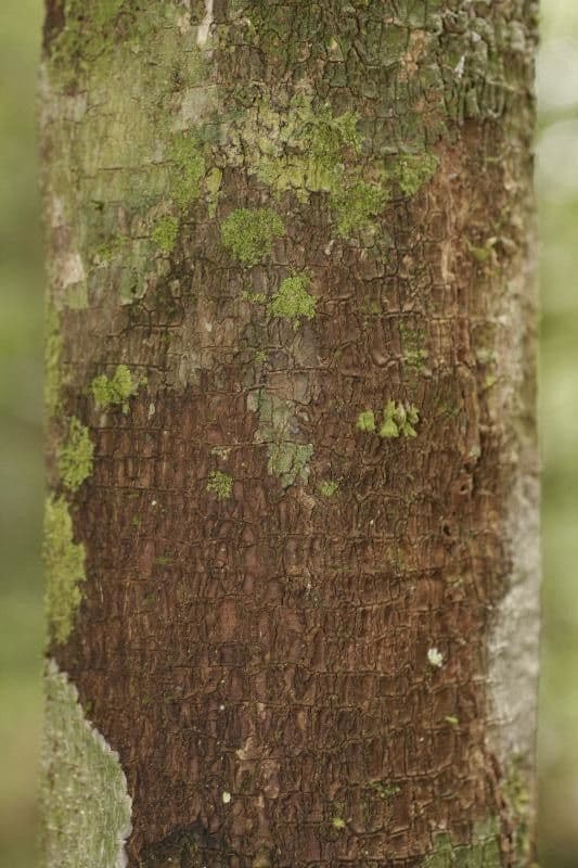 Rhabdodendron 10