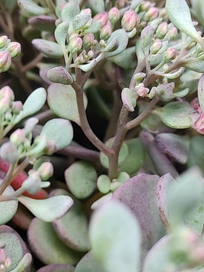 Sedum 16