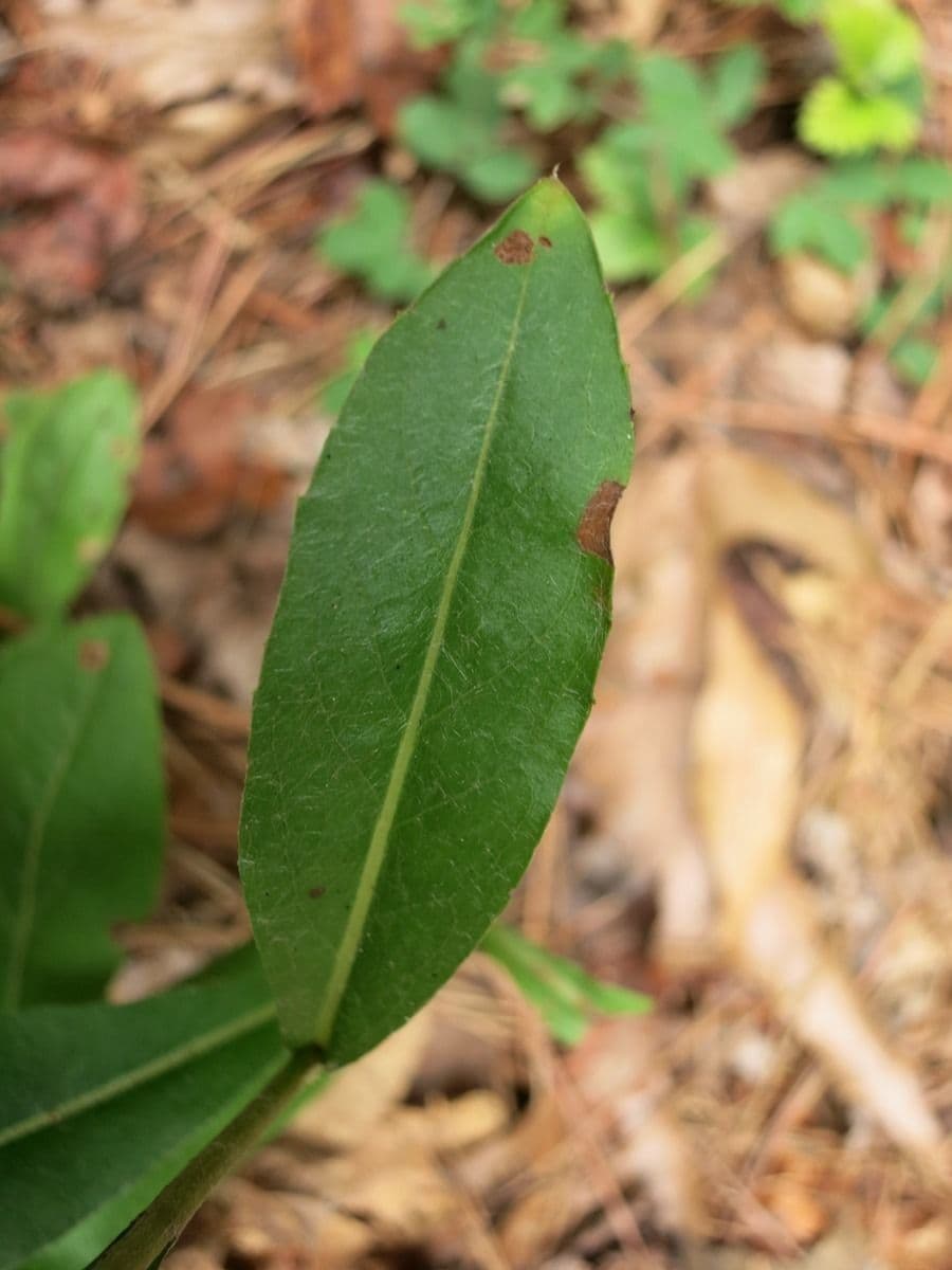 Chrysopsis mariana 13