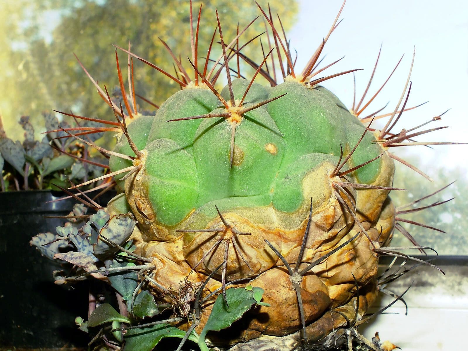 Gymnocalycium 9