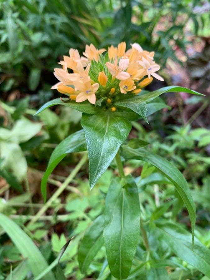Collomia grandiflora 12