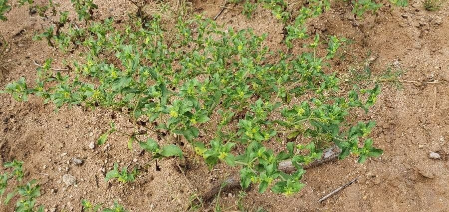 Acanthospermum 12