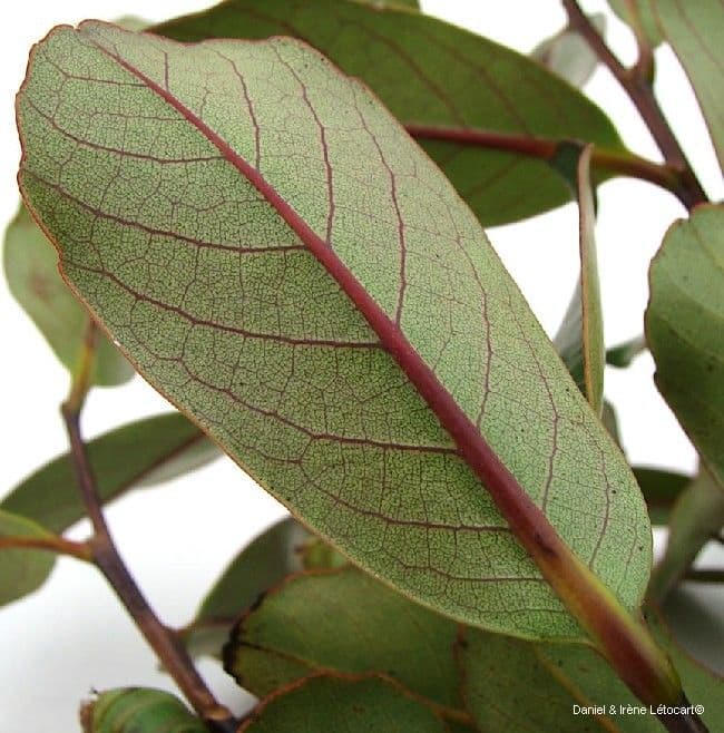 Nothofagus 11