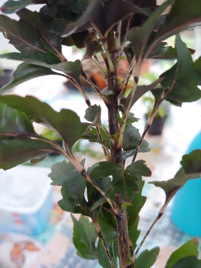 Clematis cirrhosa 23