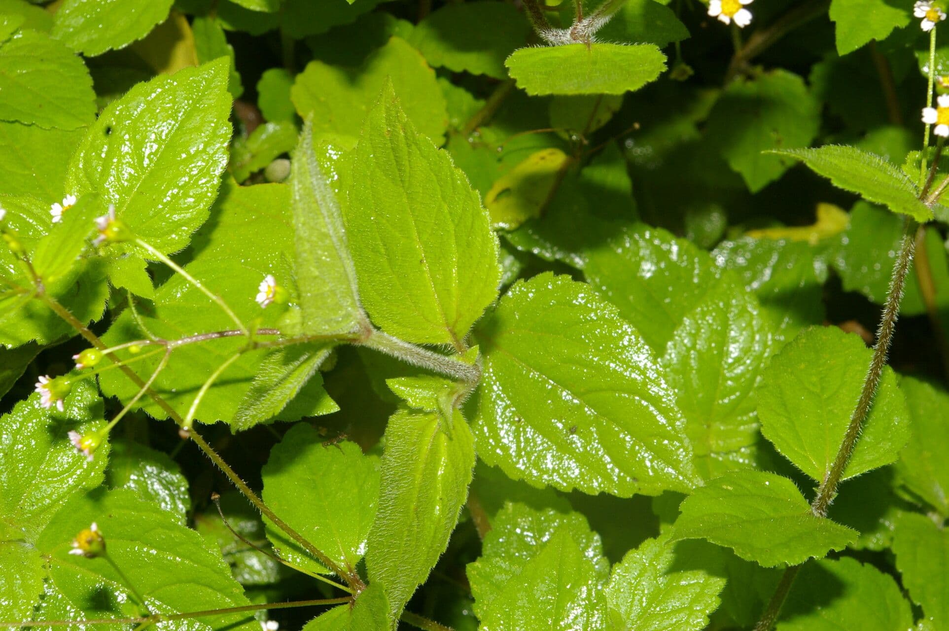 Jaegeria hirsuta 11