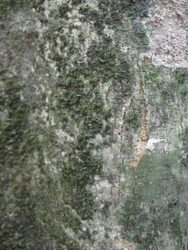 Leonia glycycarpa 8