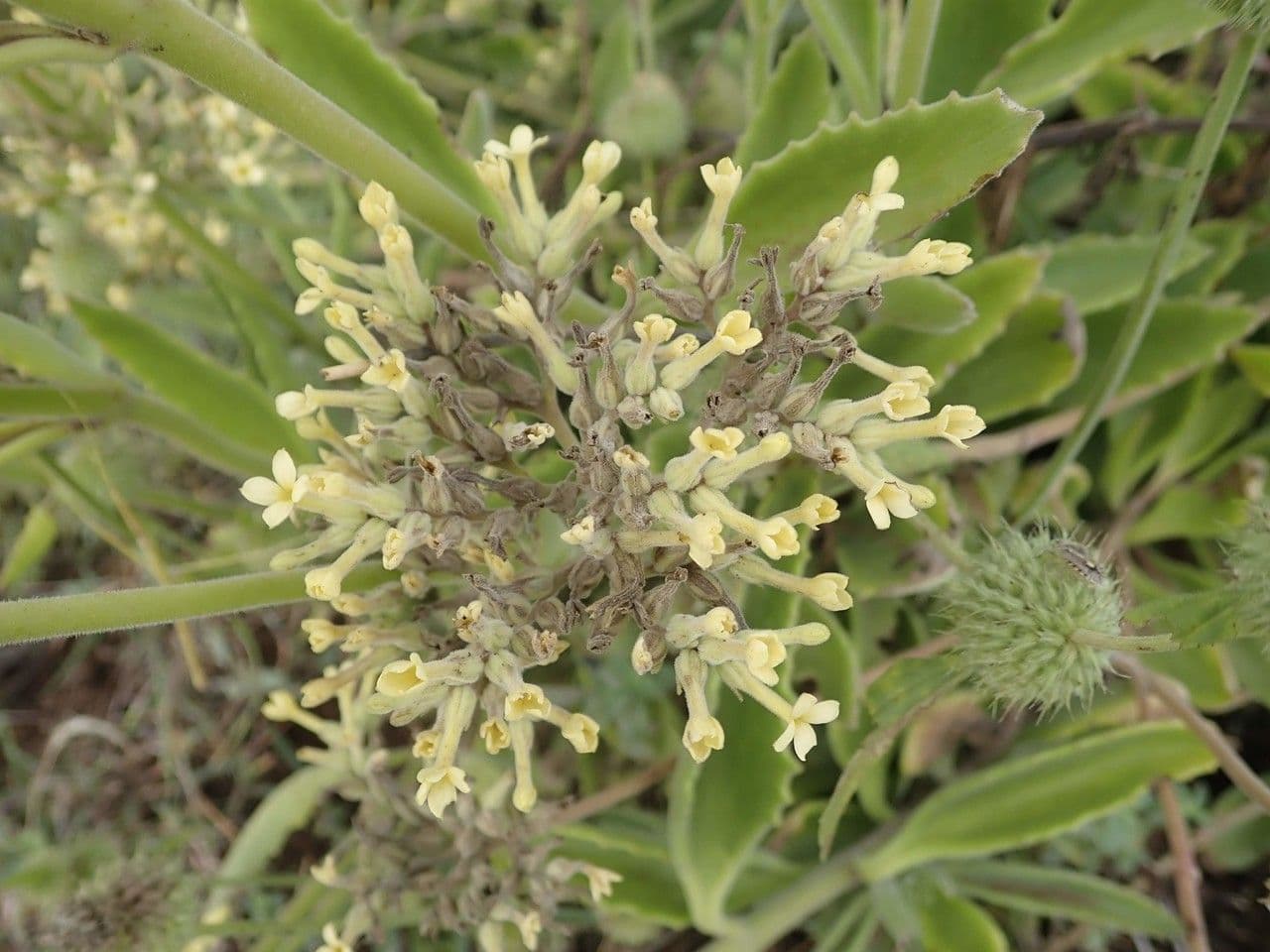 Kalanchoe densiflora 19
