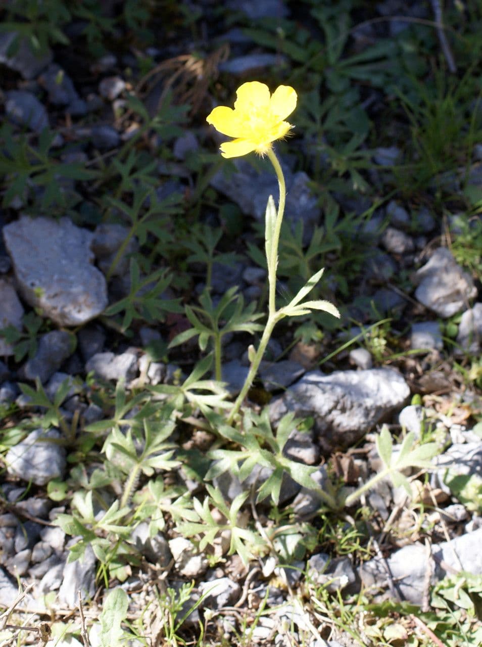 Ranunculus sprunerianus 7