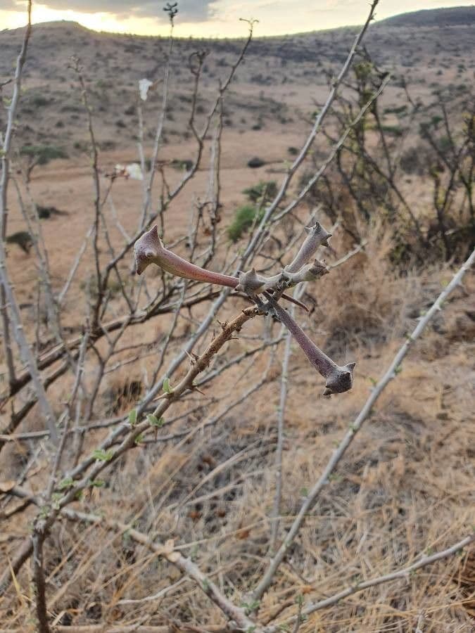 Sesamothamnus 25