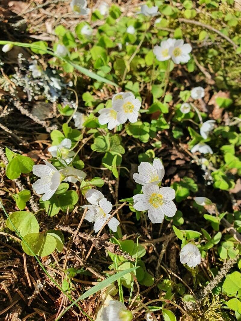 Waldsauerklee 7