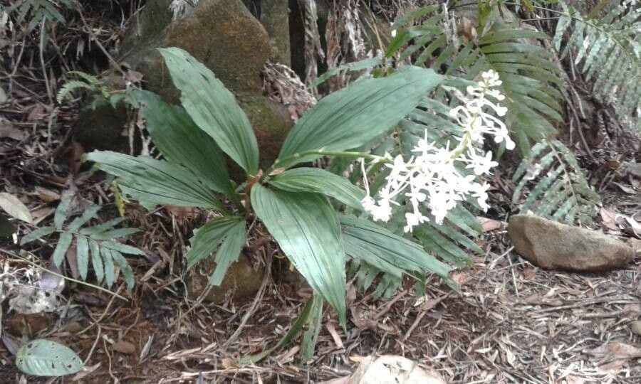 Calanthe 19