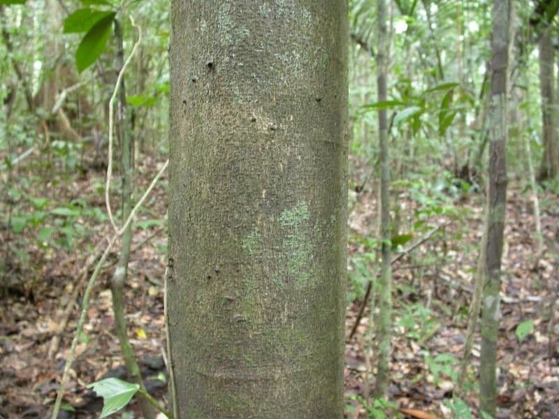 Eperua 18