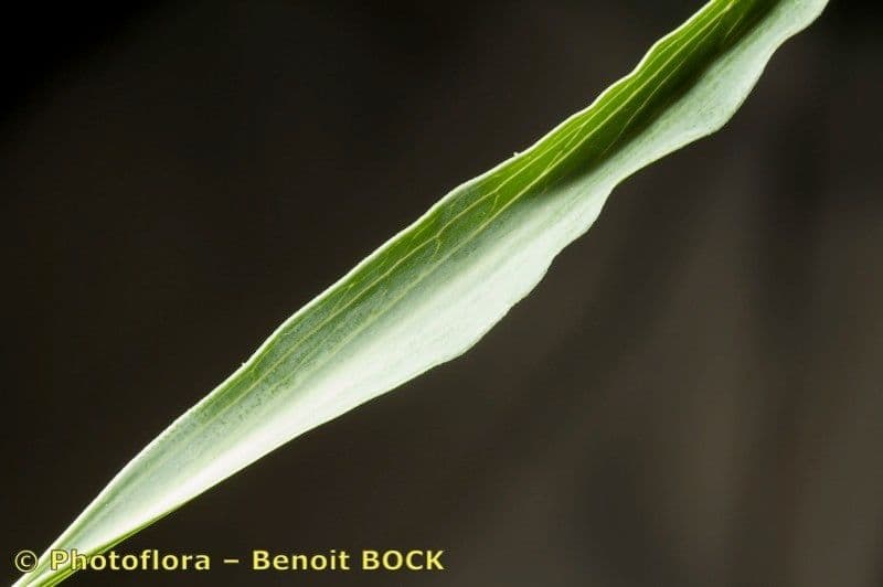 Scorzonera austriaca 18