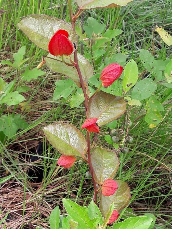 Passiflore écarlate 9