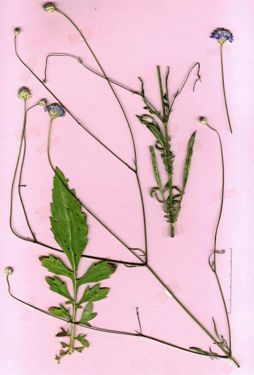 Cephalaria transilvana 21