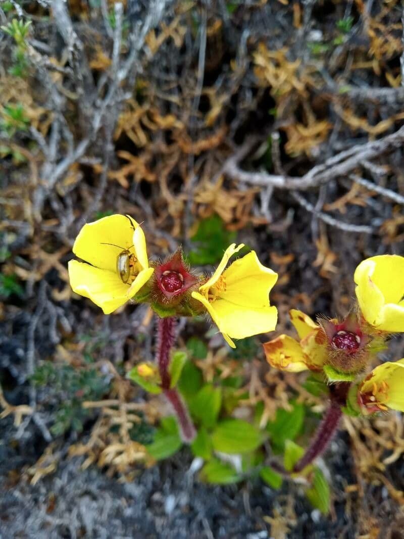 Castratella piloselloides 4